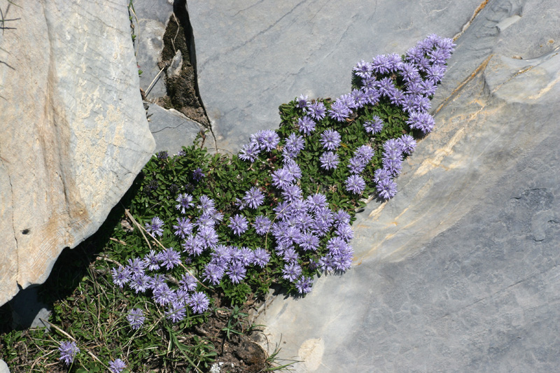 Globularia repens / Globularia strisciante